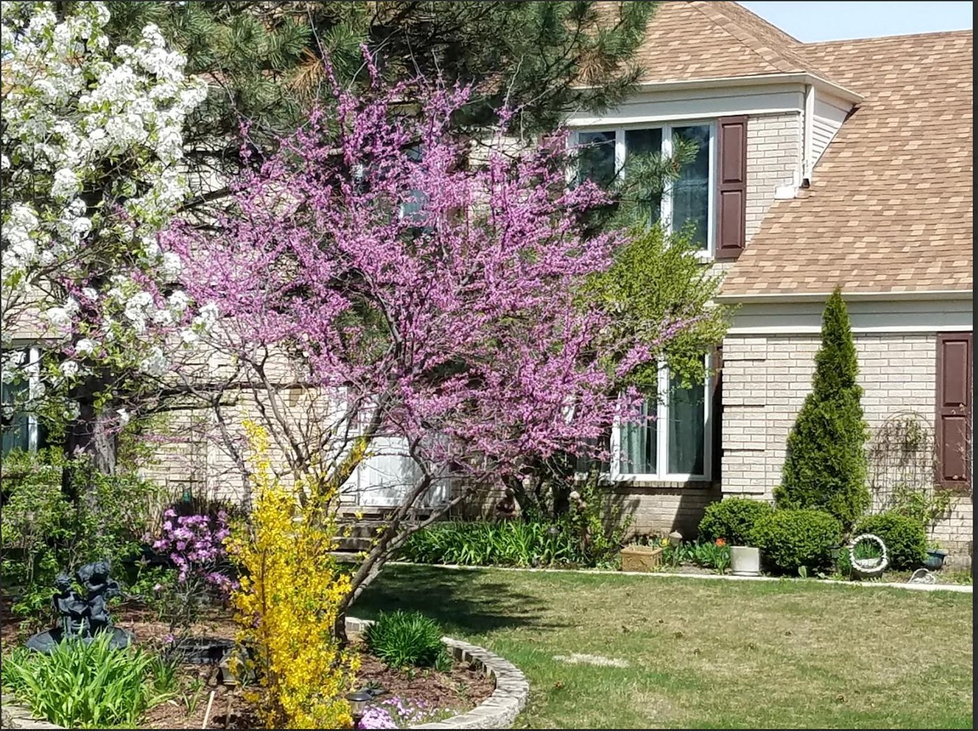 A Forest Glen home in spring with a blooming redbud, white pear blossoms, and yellow forsythia in the front garden
